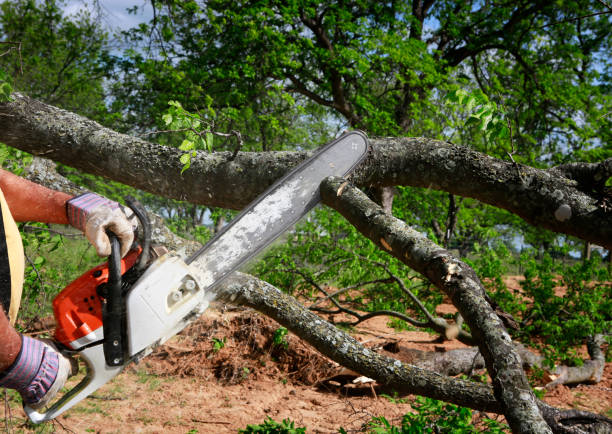 How Our Tree Care Process Works  in  Zanesville, OH